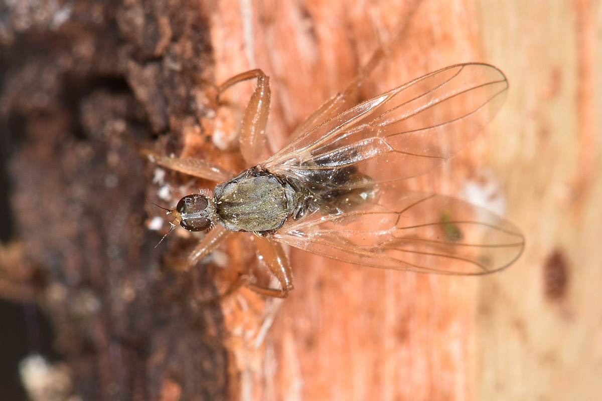 Hybotidae: Platypalpus sp?